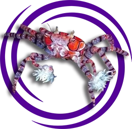 Pom Pom Yengeci (Lybia edmondsoni)