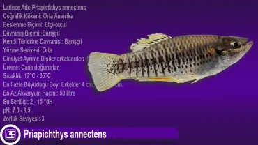 Priapichthys annectens