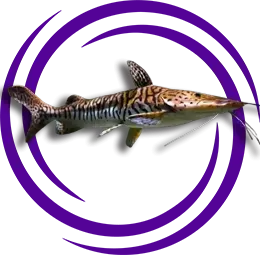 Pseudoplatystoma Fasciatum