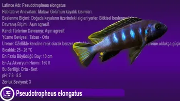 Pseudotropheus elongatus