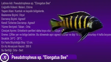 Pseudotropheus sp. (Elongatus Bee)