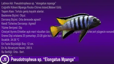 Pseudotropheus sp (Elongatus Mpanga)