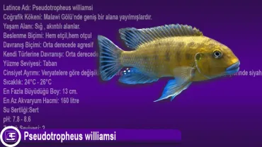 Pseudotropheus williamsi
