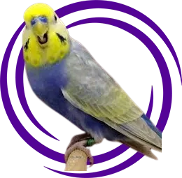 Rainbow Muhabbet Kuşu