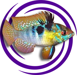 Ramirezi (Mikrogeophagus ramirezi)