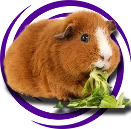 Rex (Teddy) Guinea Pig Bakımı: Kapsamlı Rehber