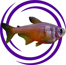 Rio Kırmızı Tetra (Hyphessobrycon flammeus)