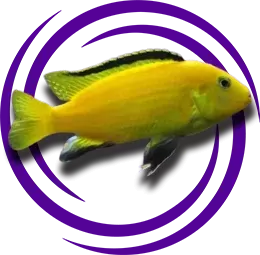 Sarı Prenses (Labidochromis caeruleus)