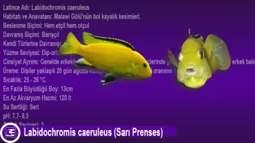 Sarı Prenses (Labidochromis caeruleus)