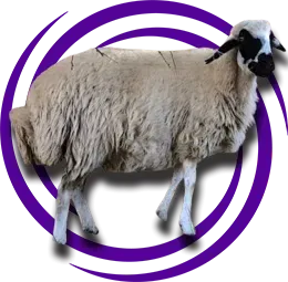 Şavak Akkaraman Koyunu