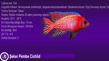Şeker Pembe Cichlid