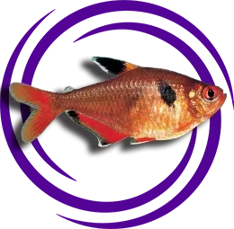 Hyphessobrycon eques (Serpae (Mücevher) Tetra)