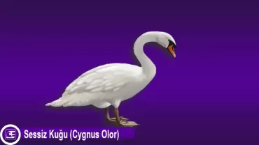Sessiz Kuğu (Cygnus Olor)