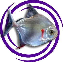 Metynnis argenteus (Silver Dolar Balığı)