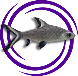 Balantiocheilos melanopterus (Silver Shark)