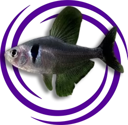 Siyah Hayalet Tetra (Hyphessobrycon megalopterus)