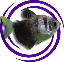 Gymnocorymbus ternetzi (Siyah Tetra)