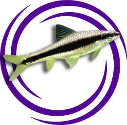 Siyam Yosun Yiyiciler (Crossocheilus oblongus)