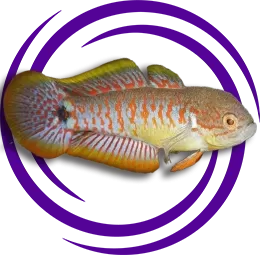 Tavuskuşu Gobi (Tateurndina ocellicauda)