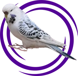 Teksas Muhabbet Kuşu