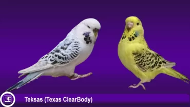 Teksas Muhabbet Kuşu