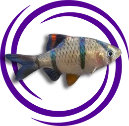 Betta tetrazona (Tetrazone)