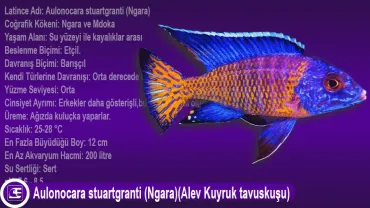 Aulonocara stuartgranti (Ngara)(Alev Kuyruk tavuskuşu)