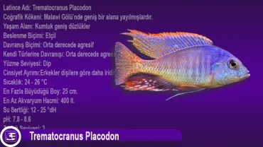 Trematocranus Placodon