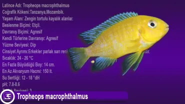 Tropheops macrophthalmus