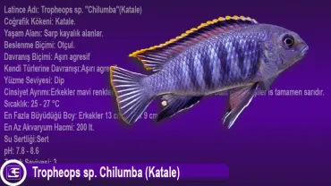 Tropheops sp. Chilumba (Katale)