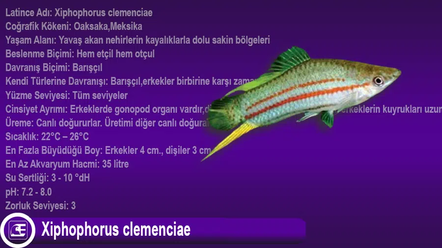 Xiphophorus clemenciae