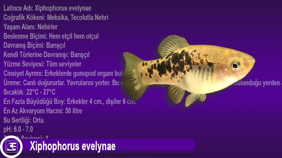 Xiphophorus evelynae