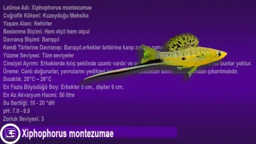 Xiphophorus montezumae