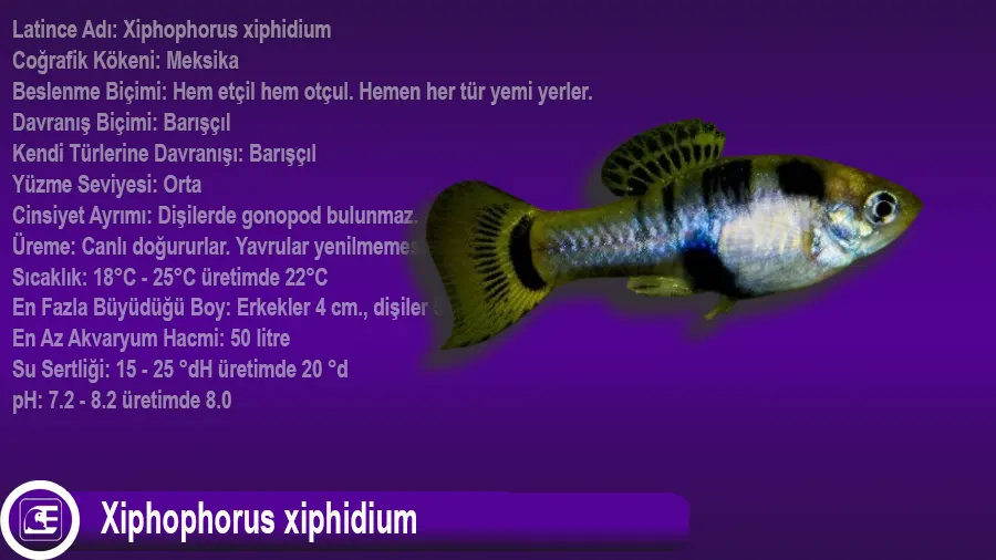 Xiphophorus xiphidium