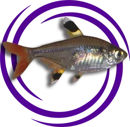 Pristella maxillaris (X-Işını (Pristella) Tetra)