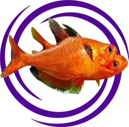 Yakut Tetra (Axelrodia riesei)