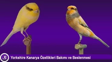 Yorkshire Kanarya