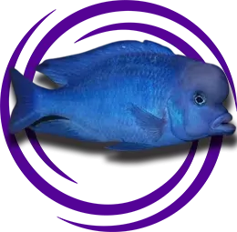 Yunus Cichlid (Cyrtocara moorii)