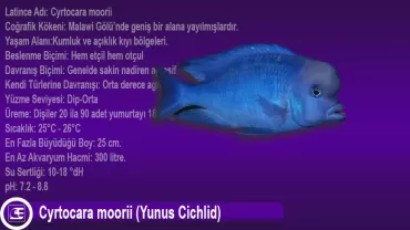 Yunus Cichlid (Cyrtocara moorii)