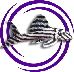 Hypancistrus zebra (Zebra Vatoz)