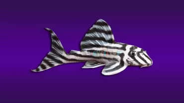 Hypancistrus zebra (Zebra Vatoz)