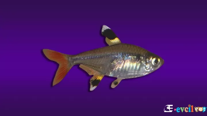 X-Işını (Pristella) Tetra