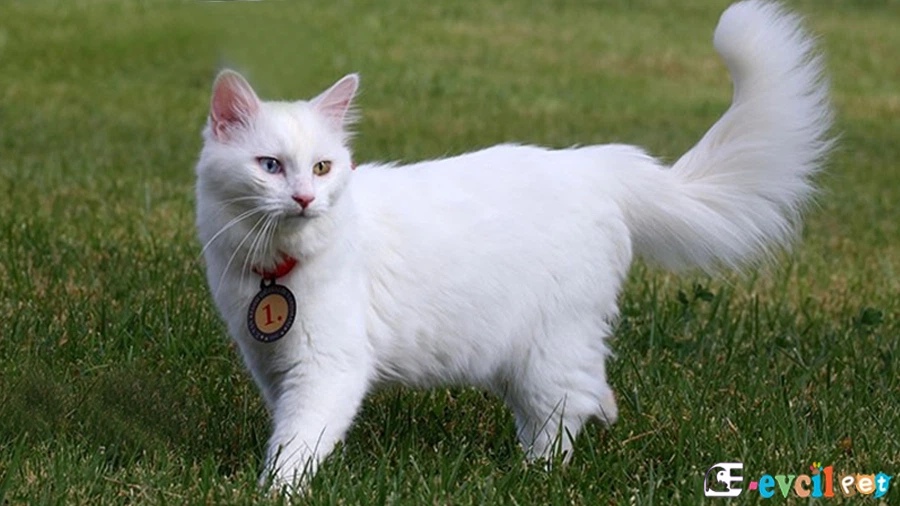 Van Kedisi Bakımı ve Beslenmesi