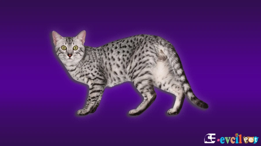 California Spangled Fiziksel Özellikleri