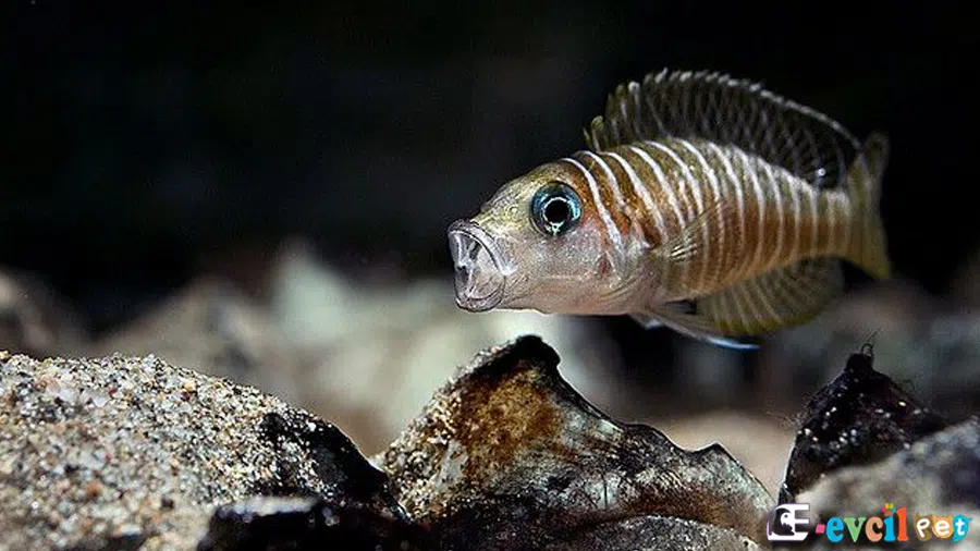 Neolamprologus similis Erkek