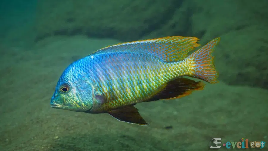 Trematocranus Placodon Akvaryumu