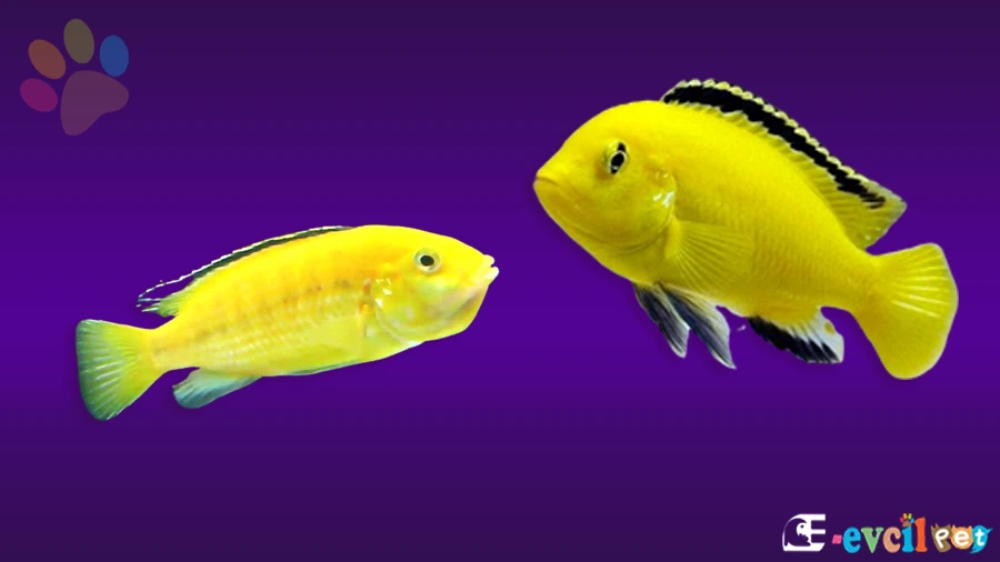 Sarı Prenses Balığı Bakımı Beslenmesi