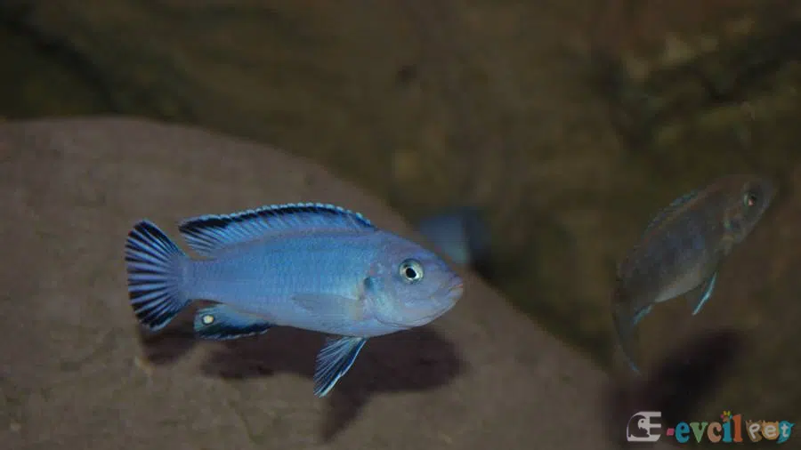 Chindongo socolofi (Mavi Prenses) Erkek