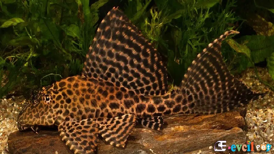 Leopar Vatoz İş Başında