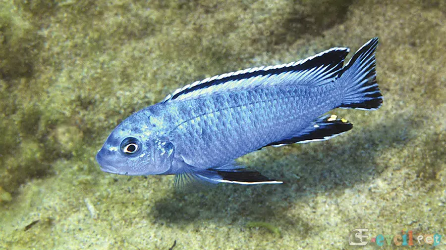 Chindongo socolofi (Mavi Prenses) Akvaryumu